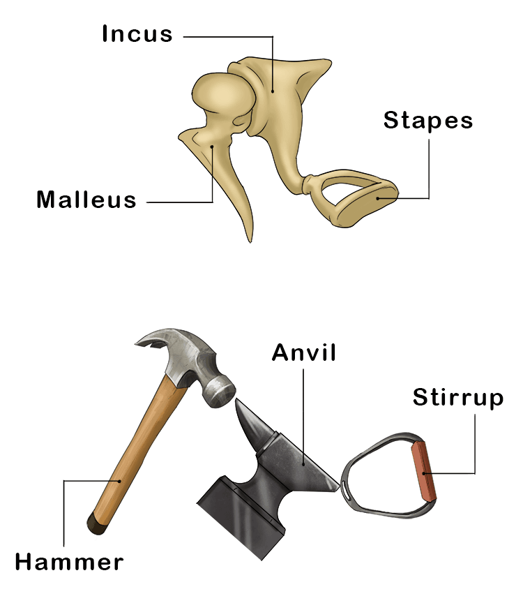 The three ossicles also have different names based on their distinctive shapes. The malleus is known as the hammer, the incus is known as the anvil, and the stapes is known as the stirrup
